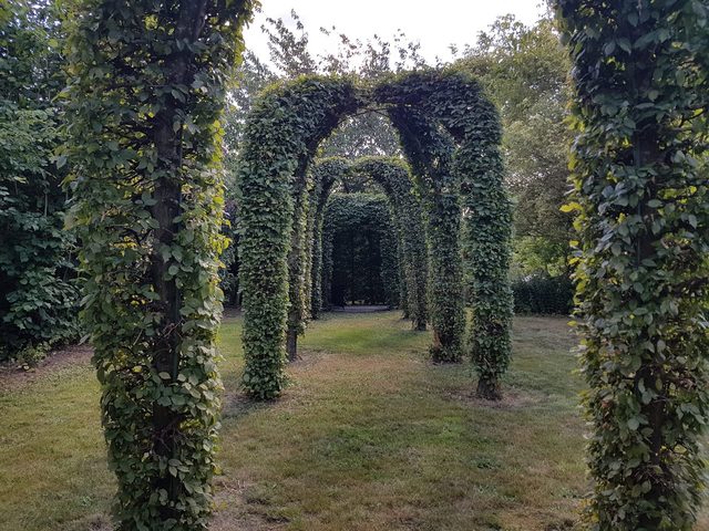 Allée couverte de charmes taillés dans le jardin